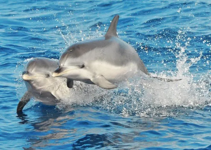 Marezia Апартаменты