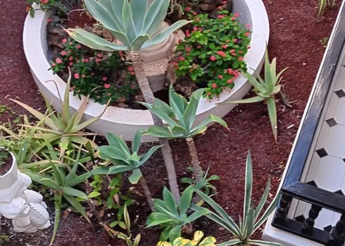 Marezia * Коральео